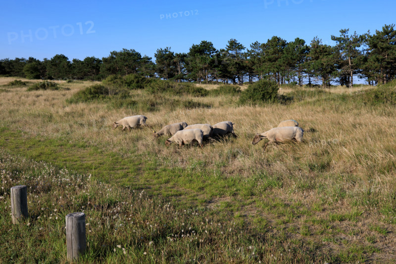 france, region Normandie, Manche, cotentin, Agon coutainville, pointe d'Agon,