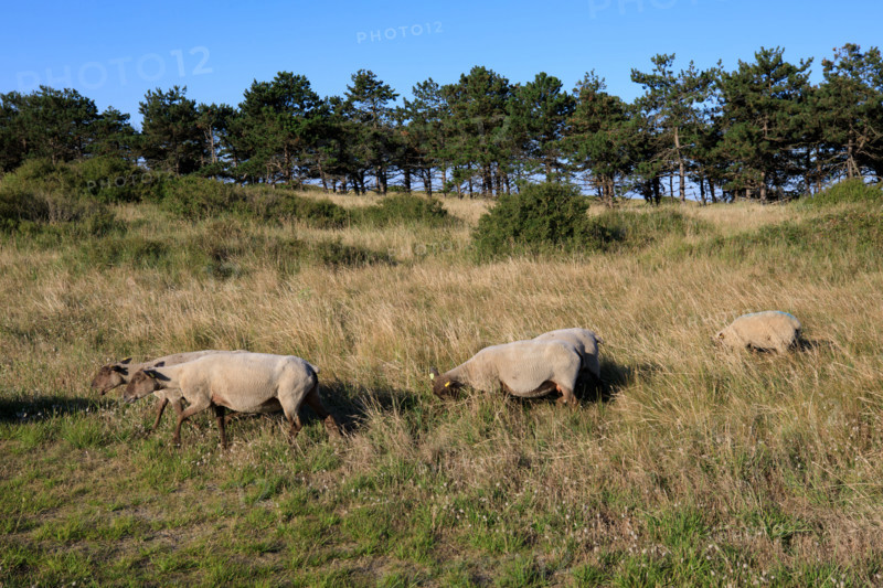 france, region Normandie, Manche, cotentin, Agon coutainville, pointe d'Agon,