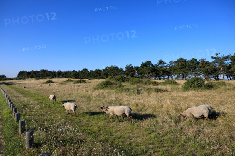 france, region Normandie, Manche, cotentin, Agon coutainville, pointe d'Agon,