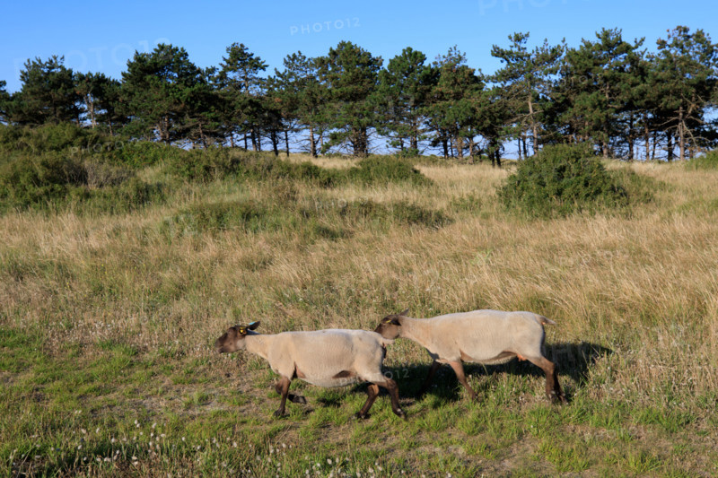 france, region Normandie, Manche, cotentin, Agon coutainville, pointe d'Agon,