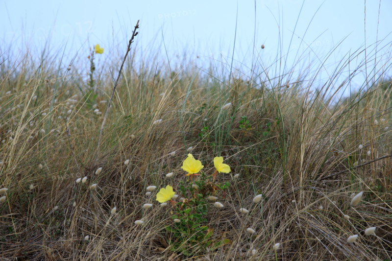 france, region Normandie, Manche, cotentin, Agon coutainville,  corniche du senequet? plage de la Poulette, vegetation dunaire