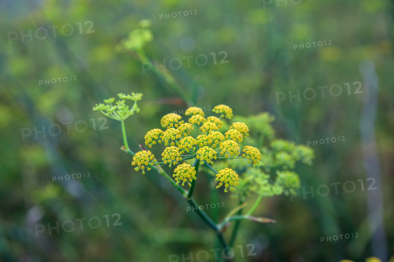 france, region Normandie, Manche, cotentin, Agon coutainville,  corniche du senequet? plage de la Poulette, vegetation dunaire