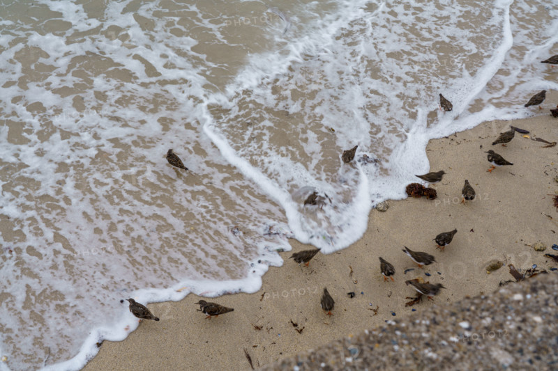 france region Bretagne, Finistère sud, Concarneau, grandes marées sur la corniche, oiseaux marins, tournepierre a collier,