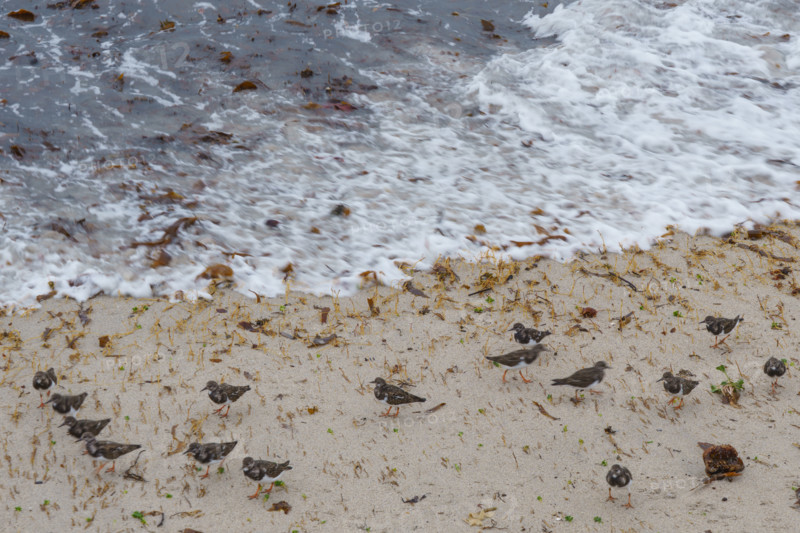 france region Bretagne, Finistère sud, Concarneau, grandes marées sur la corniche, oiseaux marins, tournepierre a collier,