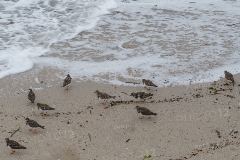 france region Bretagne, Finistère sud, Concarneau, grandes marées sur la corniche, oiseaux marins, tournepierre a collier,