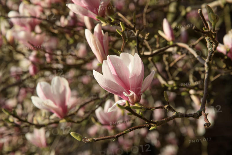 FRance, région Bretagne, Côtes d'Armor, lannion, les ursulines, magnolias