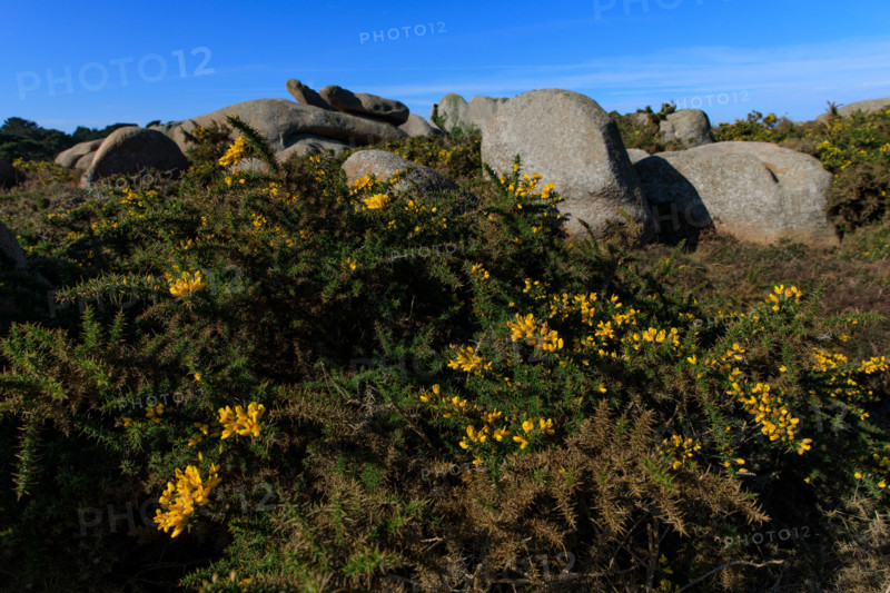 france, région Bretagne, Côtes d'Armor, côte de granit rose, Ploumanac'h, les rochers, genets,