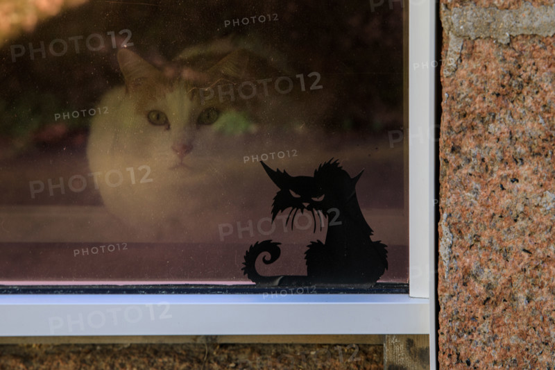france, région Bretagne, Côtes d'Armor, côte de granit rose, Ploumanac'h, chat derrière une fenêtre avec un chat sérigraphié,