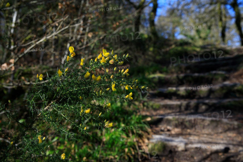 FRance, région Bretagne, Finistère, Huelgoat, les rochers, cahos de huelgoat,