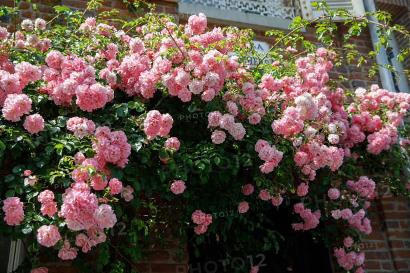 Veules-les-Roses, France