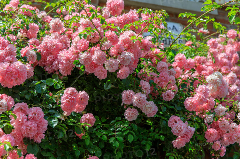 Veules-les-Roses, France