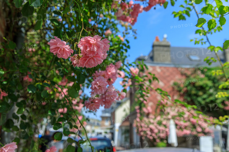 Veules-les-Roses, France