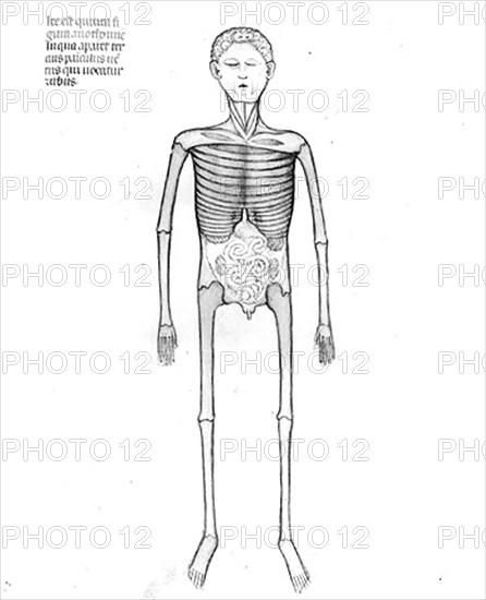 Anatomy chart