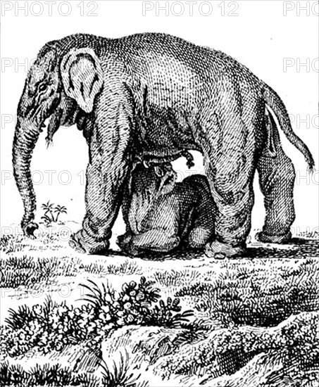 Histoire naturelle. Les éléphants.