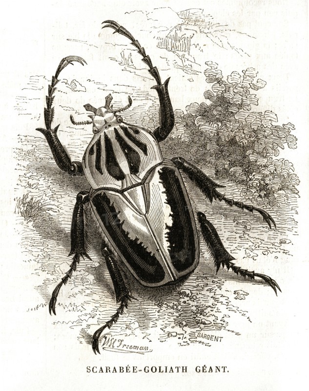 Scarabée-Goliath Géant (1864).