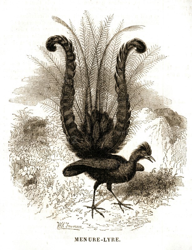 Grouse lyrebird. Lyrebird.