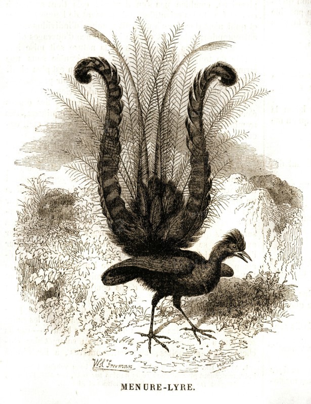 Menure-Lyre. Oiseau-Lyre.