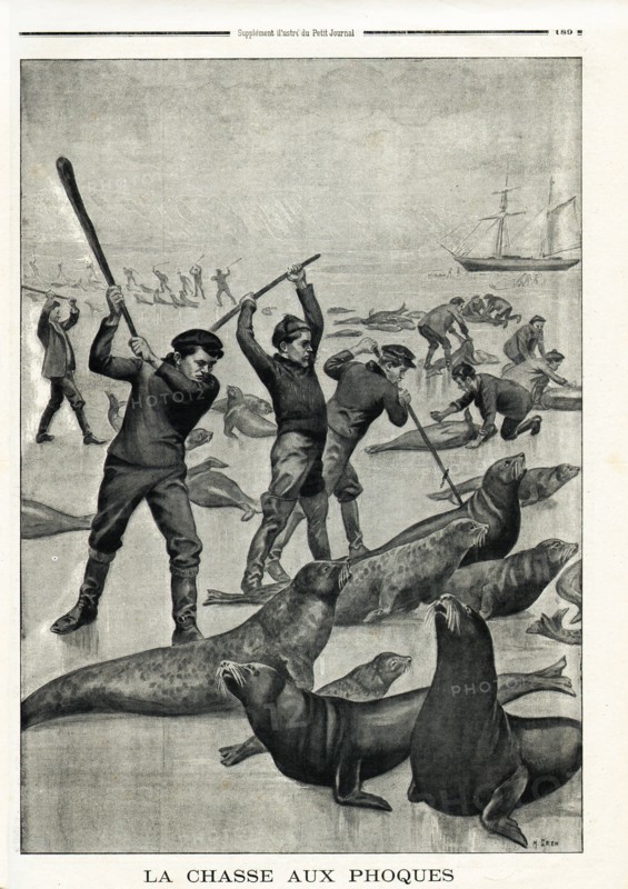 Le Petit Journal (supplément Illustré) du Dimanche 15 juin 1902. N° 604. Chasse aux phoques.