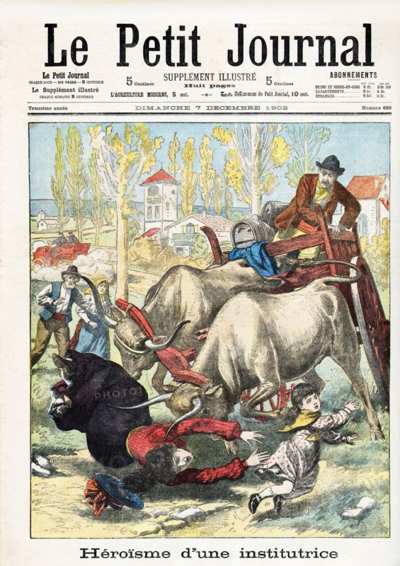 Teacher recuing a little girl from a cow.