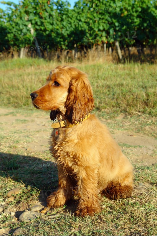 Cocker Spaniel doré