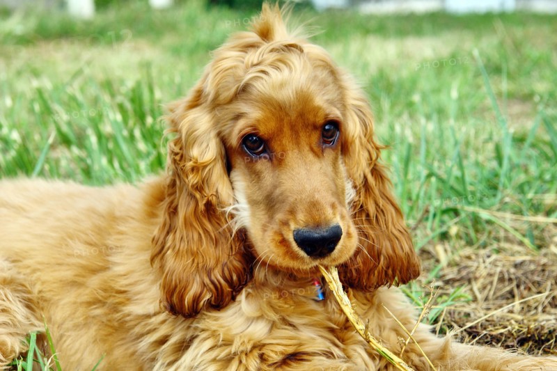 Golden Cocker Spaniel