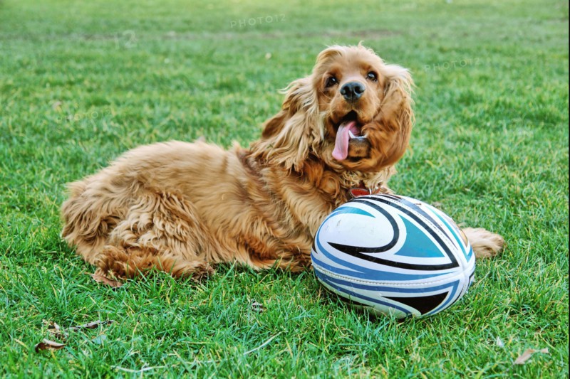 Golden Cocker Spaniel