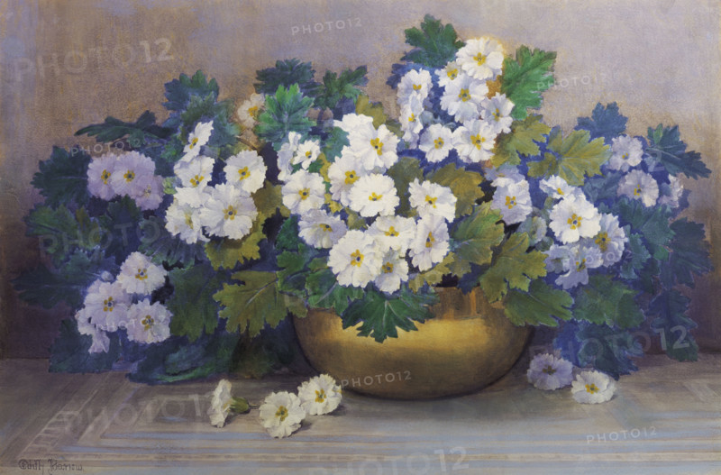 Barrow, Bouquet de Primevères