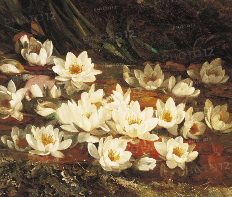 Muckley, Waterlilies