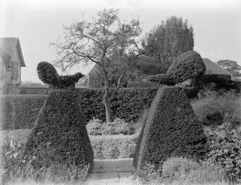 Fighting Cocks' topiary at Great Dixter, Northiam, East Sussex, 1927