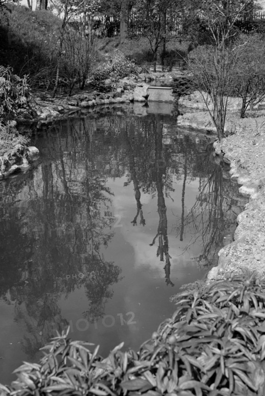 Reflections in the pond at Gravesend Gardens, Kent, c1945-c1965