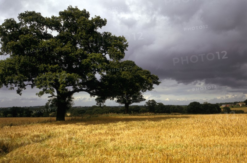 Blore Heath Battlefield, Staffordshire, 1993