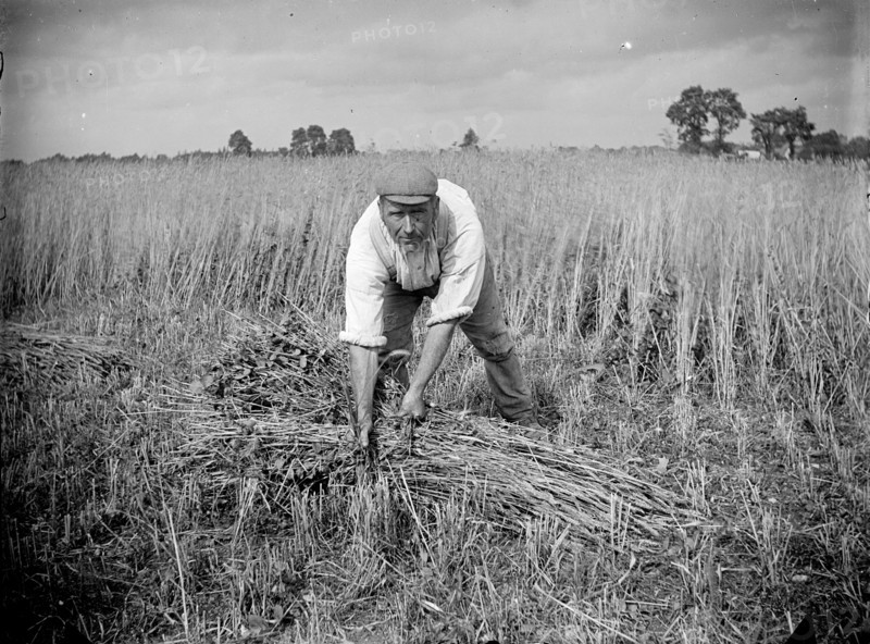 A farm labourer harvests cereal at Haddenham, Buckinghamshire, c1873-c1923