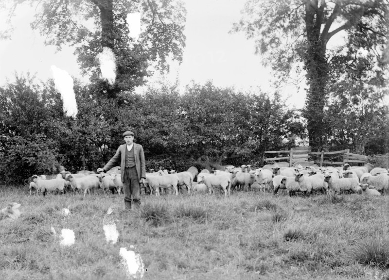 A shepherd with his flock near Hellidon, Northamptonshire, c1873-c1923