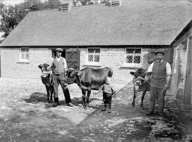 Farm labourers pose with cattle at Grendon Underwood, Buckinghamshire, c1873-c1923