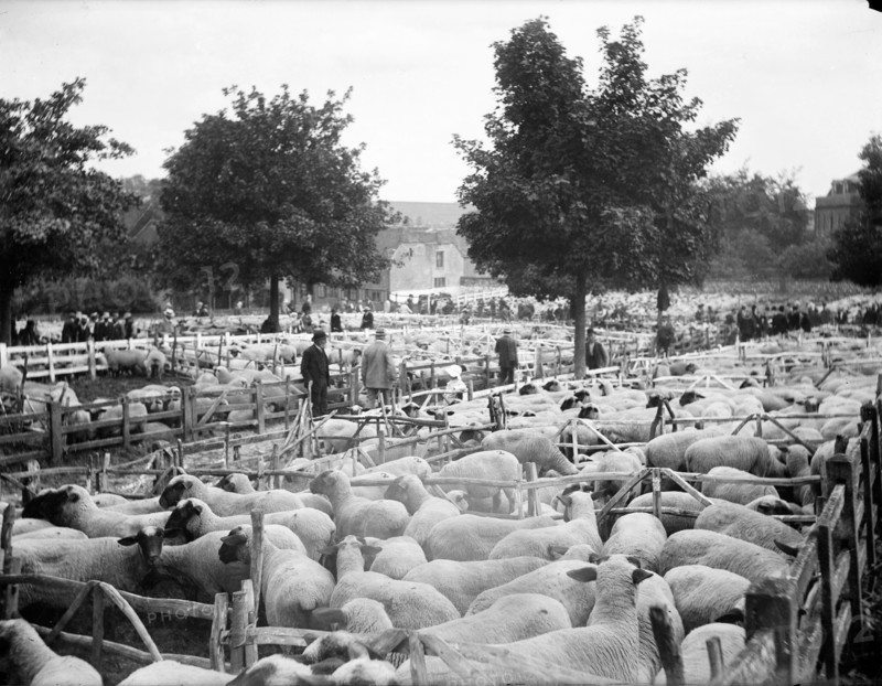 Sheep fair at East Ilsley, Berkshire, c1860-c1922