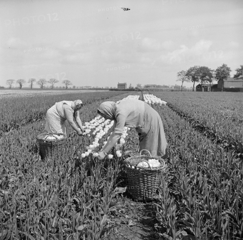 Picking tulips near Fulney, Spalding, Lincolnshire, 1951