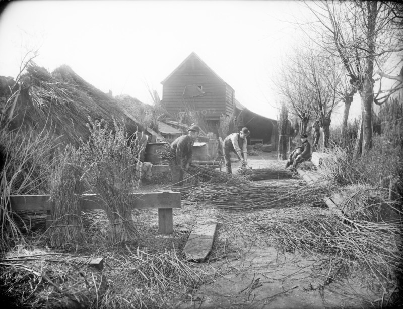 Preparing willow trees for basket making, Oxford, Oxfordshire, 1901