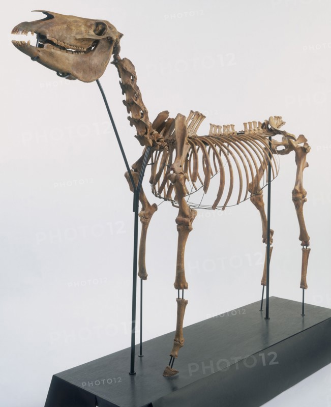 Skeleton of a horse, 2nd century. Artist: Unknown