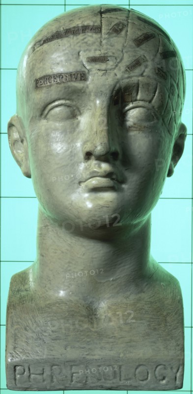 Phrenological head, 19th century. Artist: Unknown