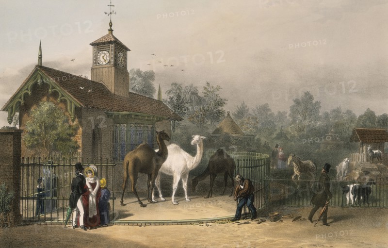 Zoological Gardens, Regent's Park, Marylebone, London, 1835. Artist: Unknown