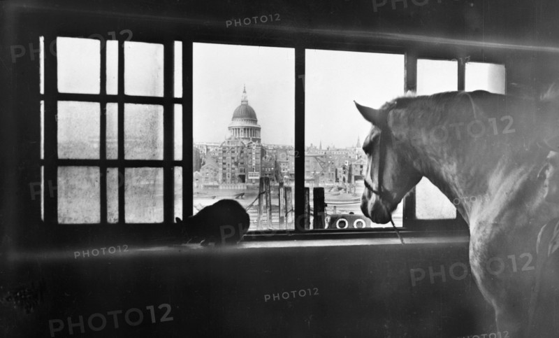 Horse overlooking St Paul's Cathedral from a mutli storey stable, London, 1920s. Artist: George Davison Reid