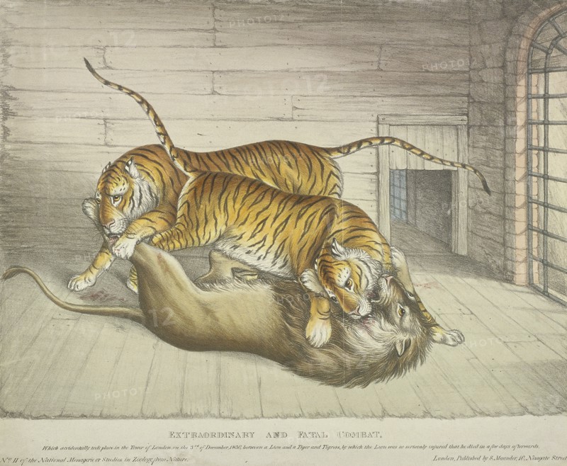 'Extraordinary and Fatal Combat...between a lion and a tiger and tigress...,Tower of London, 1830. Artist: Anon