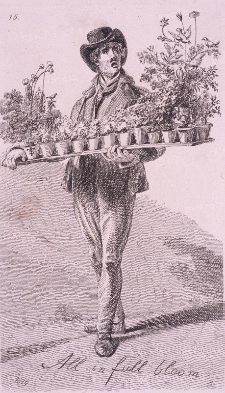 'All in full bloom', Cries of London, 1819. Artist: John Thomas Smith