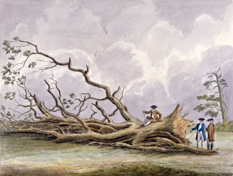 Trees damaged by a storm of 15th October, Roehampton, London, 1780. Artist: Edwin Edwards