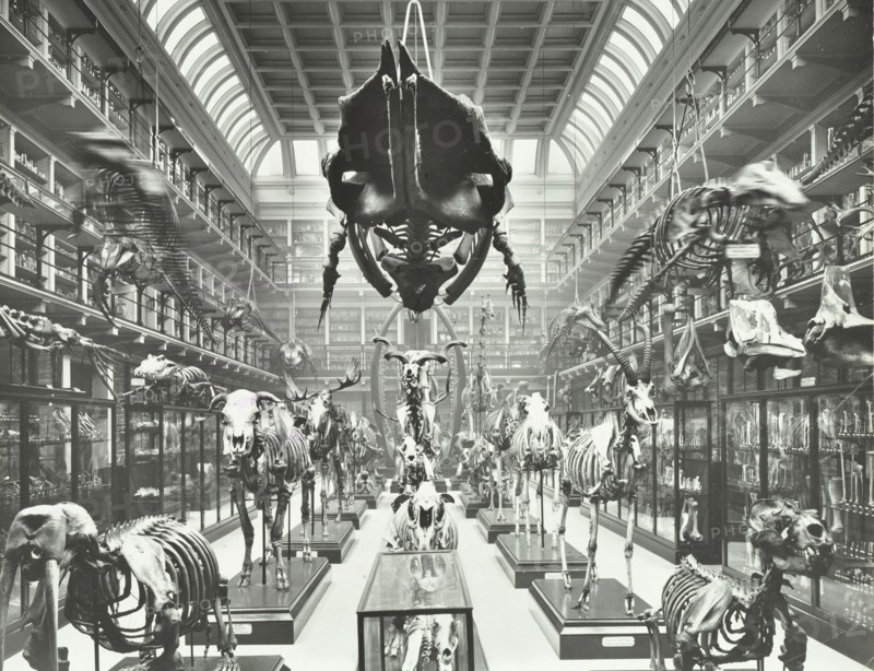 Animal skeletons at the Royal College of Surgeons, Westminster, London, 1911. Artist: Unknown.