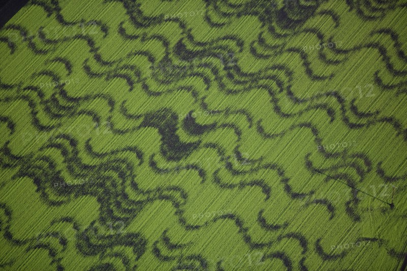 Crop patterns in fields near Ely, Cambridgeshire, 2008