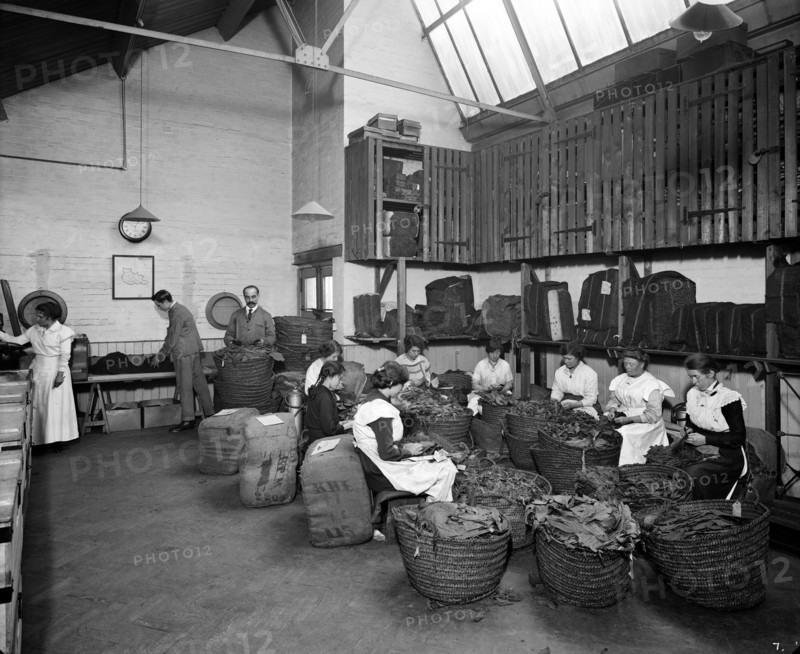 Leaf picking at the Teofani tobacco factory, Chryssel Road, Brixton, London, 1916