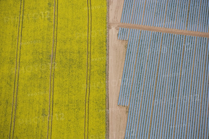 Agriculture in yellow and blue, Wood Bevington Farm, Salford Priors, Warwickshire, 2007
