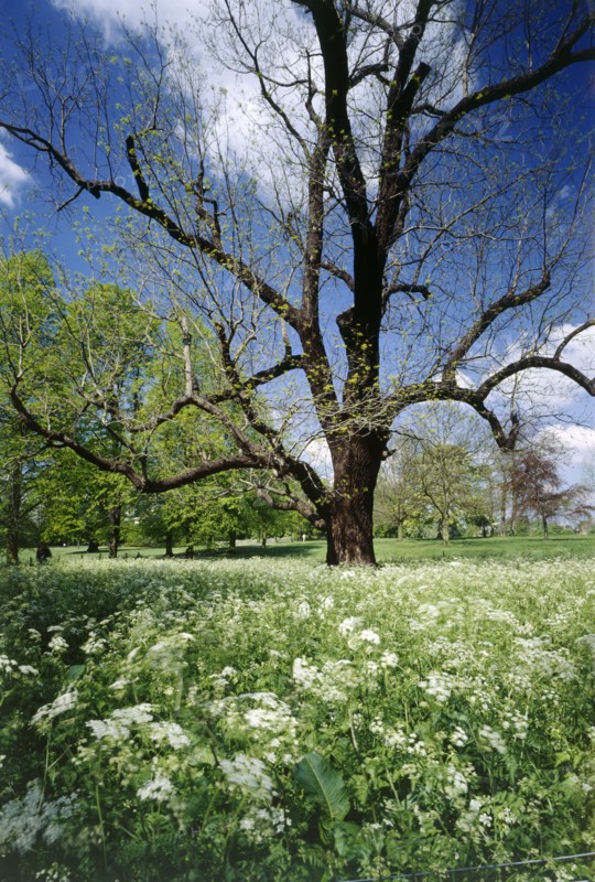Park of Marble Hill House, Twickenham, Richmond-upon-Thames, London, c1980-c2017