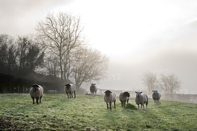 Inquisitive sheep, Herefordshire, 2017